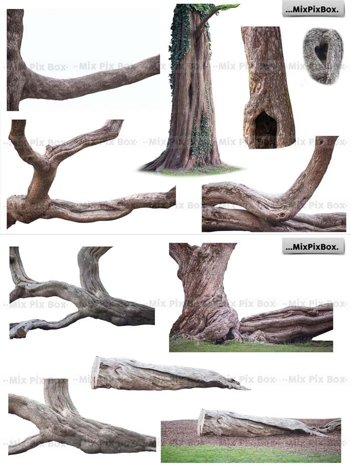 Old Tree Trunk Photo Overlays