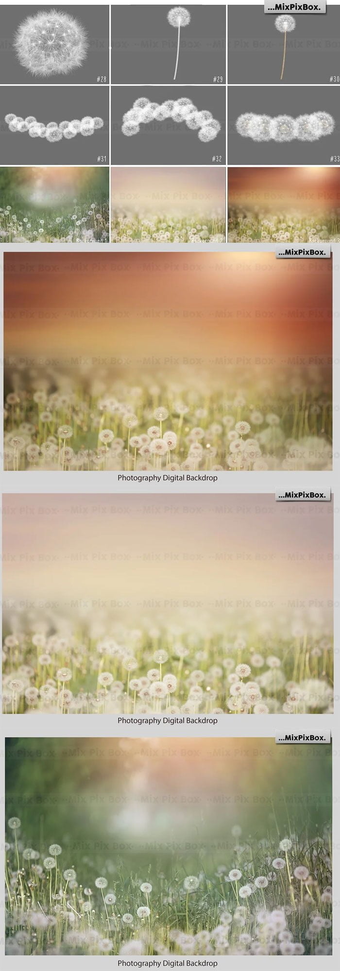 CreativeMarket - Dandelion Overlays