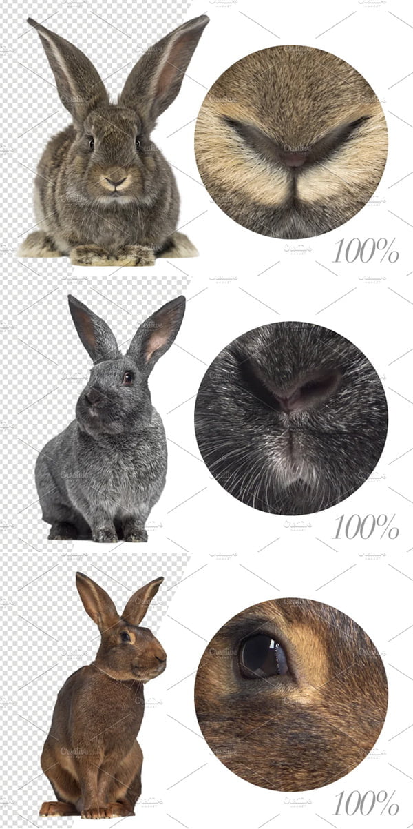 20 Rabbits Cut-Out Pictures