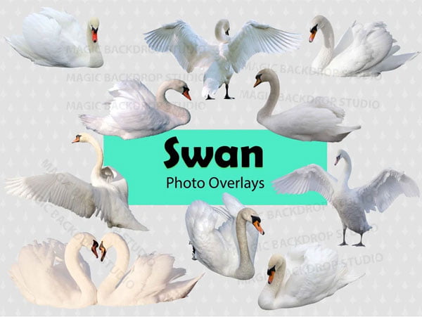 20 Swan Png Overlays