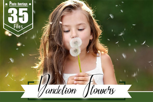 35 Dandelion Flowers Overlays
