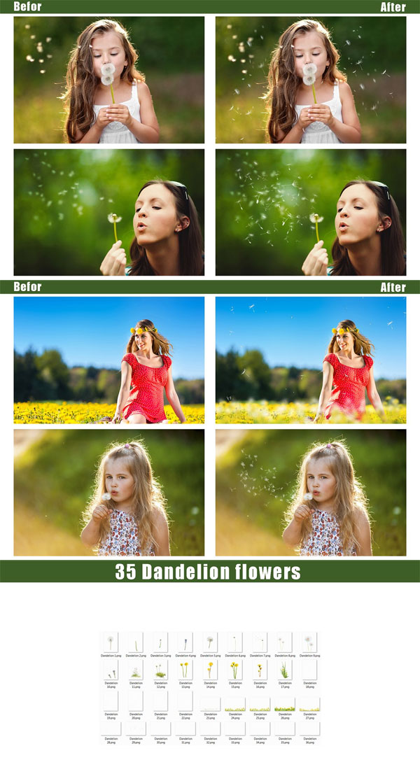 35 Dandelion Flowers Overlays