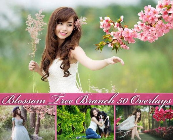 50 Blossom Tree Branch Overlays 50 Blossom Tree Branch Overlays