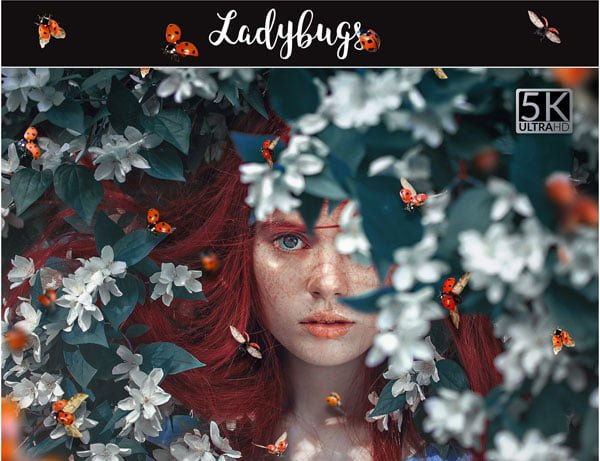 5K Ladybugs Photo Overlays 5K Ladybugs