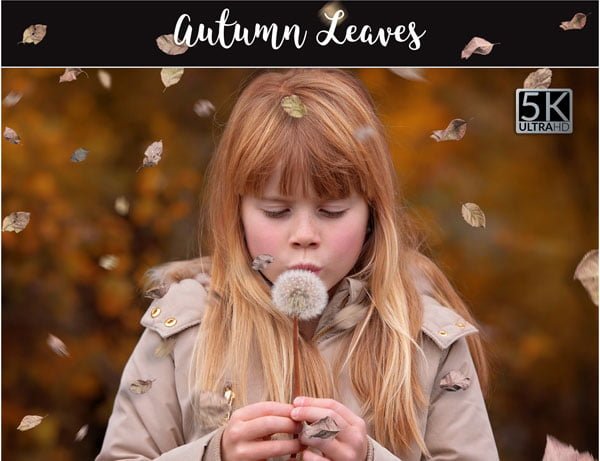 Autumn Leaves