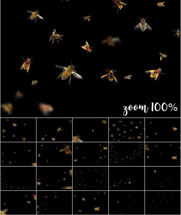 Bees Png Overlay