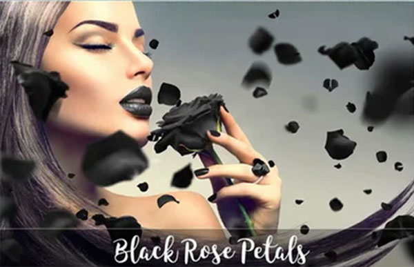 Black Rose Petals Overlays 