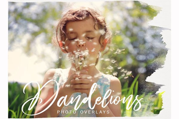 Dandelion PNG Photoshop Overlays Dandelion PNG Overlays