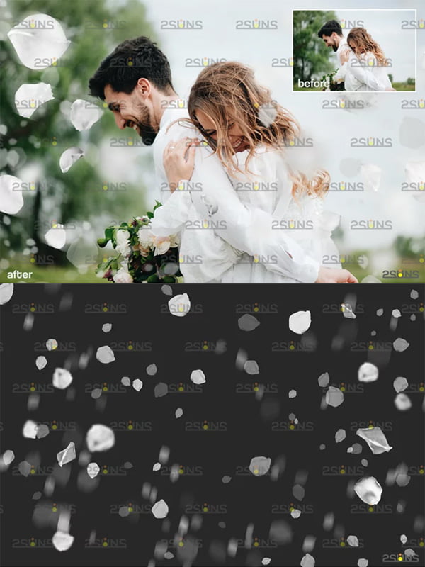 Falling White Rose Petals Photo Overlays Falling White Rose Petals Photo Overlays