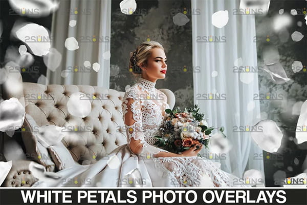 Falling White Rose Petals Photo Overlays Falling White Rose Petals Photo Overlays