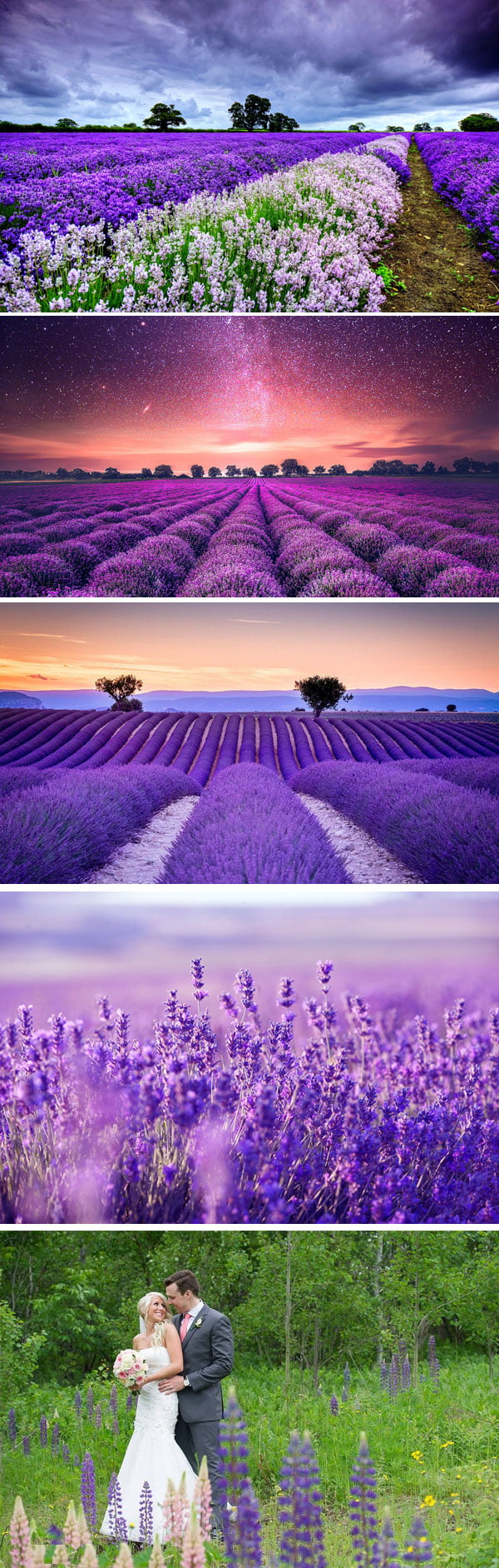 Lavender Flower Garden