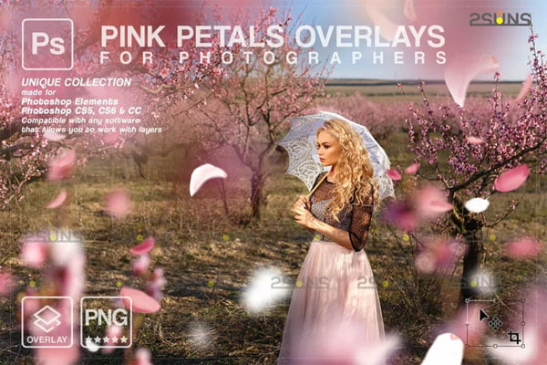 Pink Pettal Falling Rose Overlays Pink Pettal Falling Rose Overlays