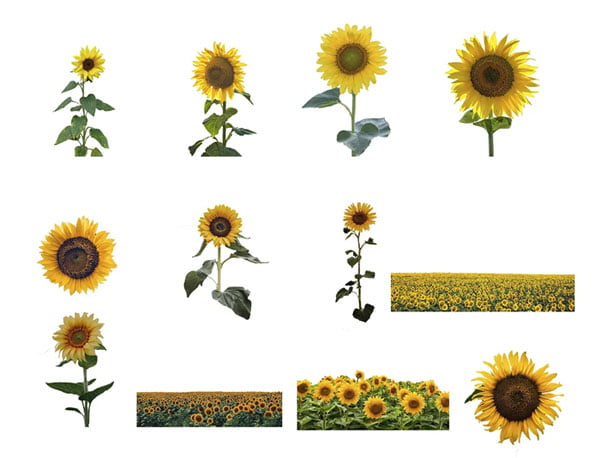 Sunflower Photoshop Overlays PNGs Sunflower Photoshop Overlays PNGs