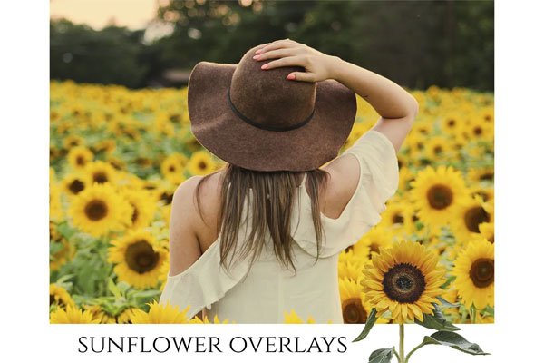 Sunflower Photoshop Overlays PNGs Sunflower Photoshop Overlays PNGs