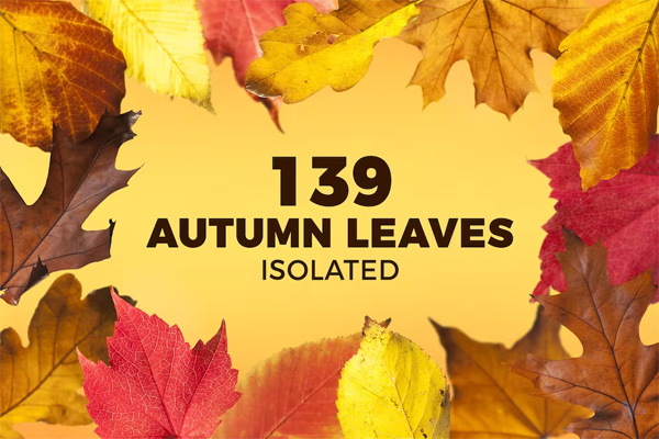 139 Isolated Autumn Leaves 139 Isolated Autumn Leaves