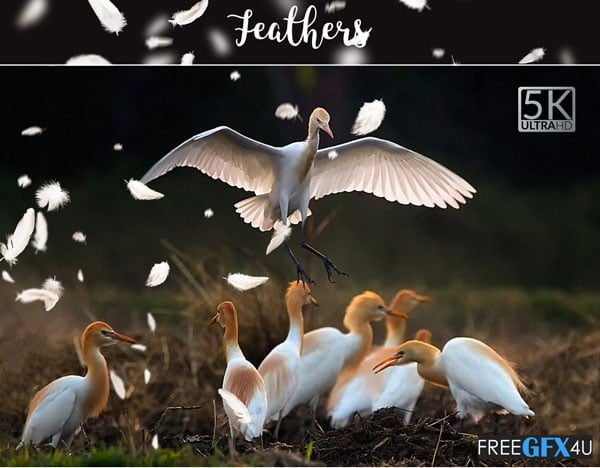 Feathers PNG Overlays Free Download Feathers PNG Overlays