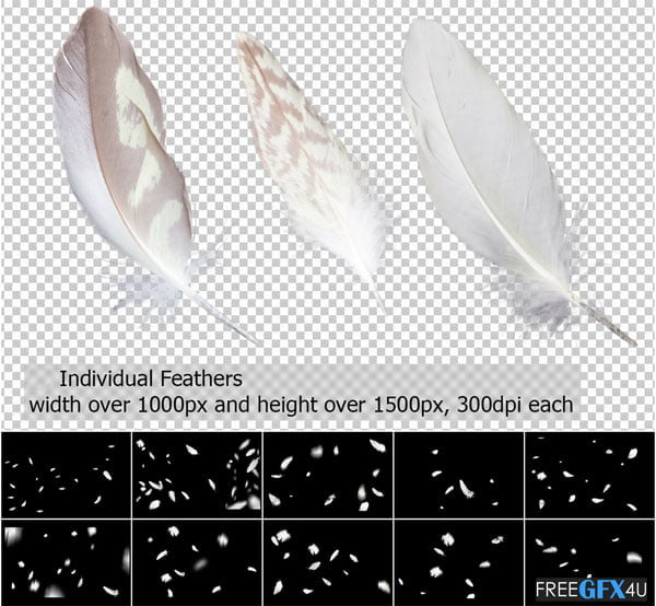 Feathers PNG Overlays Free Download Feathers PNG Overlays