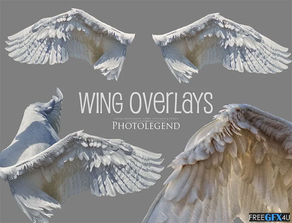 PNG White Wings Photo Overlays White Wings Photo Overlays