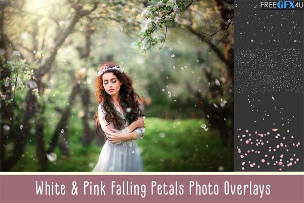 White and Pink Petals