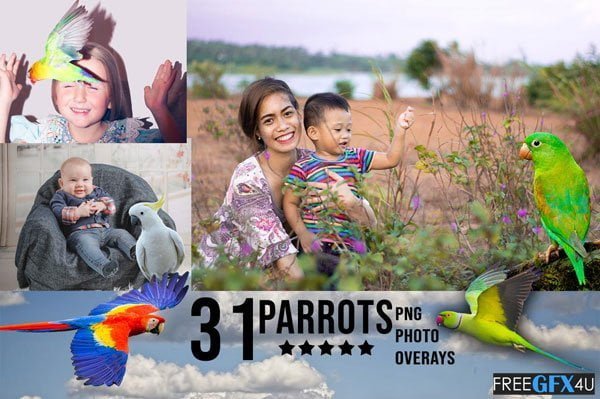 30 Parrots PNG Photo Overlays 30 Parrots PNG Overlays