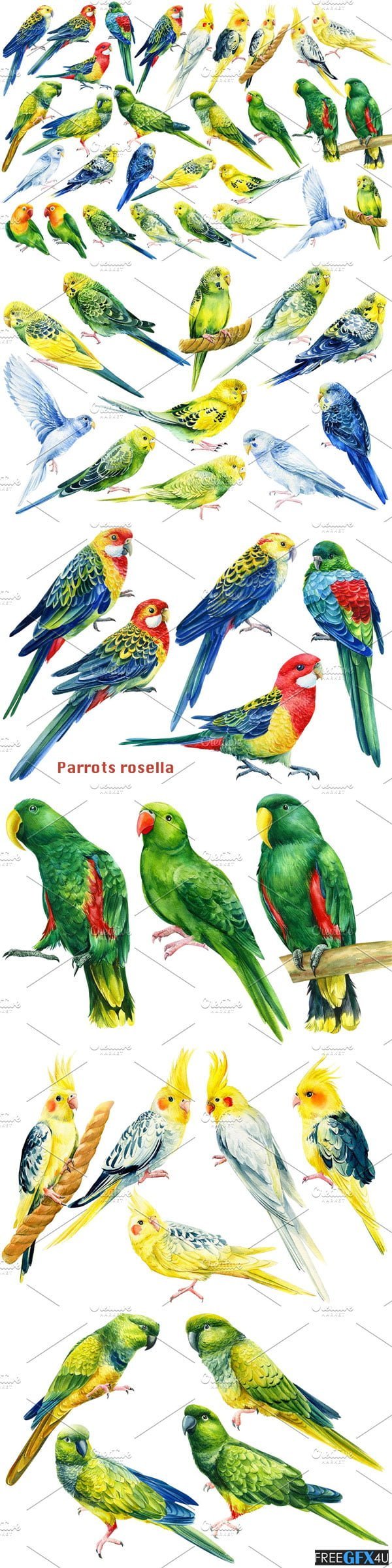 30 Parrots PNG Photo Overlays 30 Parrots PNG Overlays