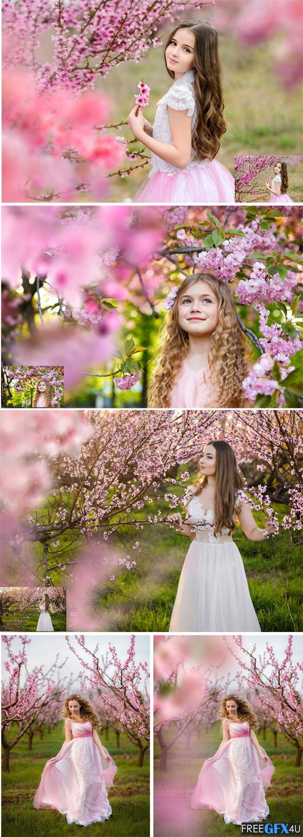 Sakura Flowers PNG Photo Overlays