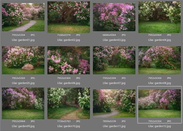 12 Lilac Garden Backdrops