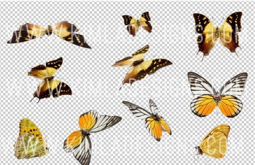 Butterfly Wish II Photo Overlays